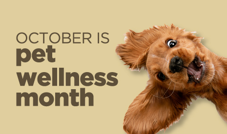 October is Pet Wellness Month