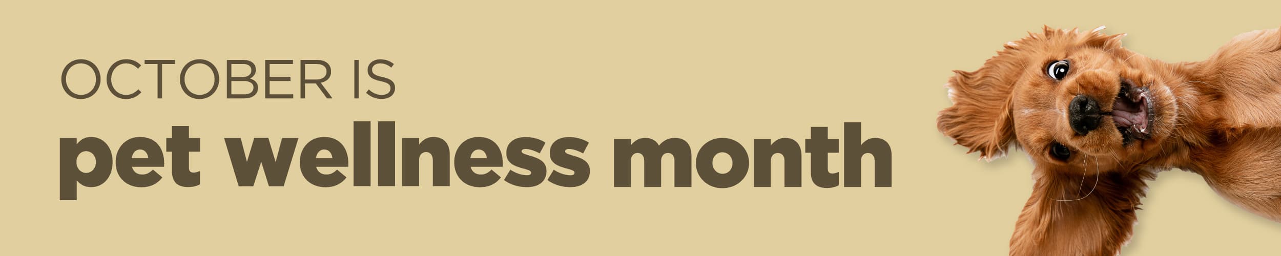 October is Pet Wellness Month