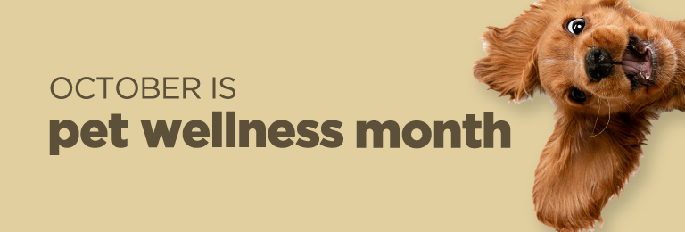 October is Pet Wellness Month
