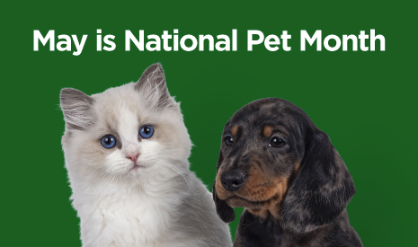 Pet Month