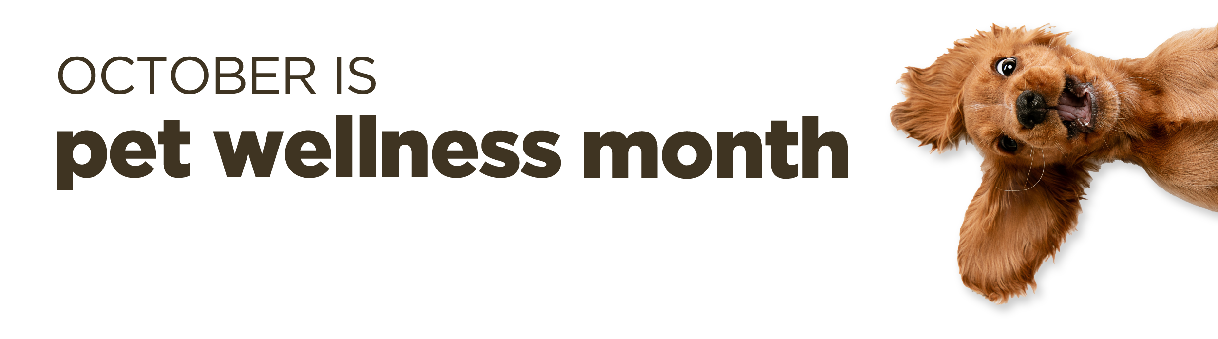 Pet Wellness Month