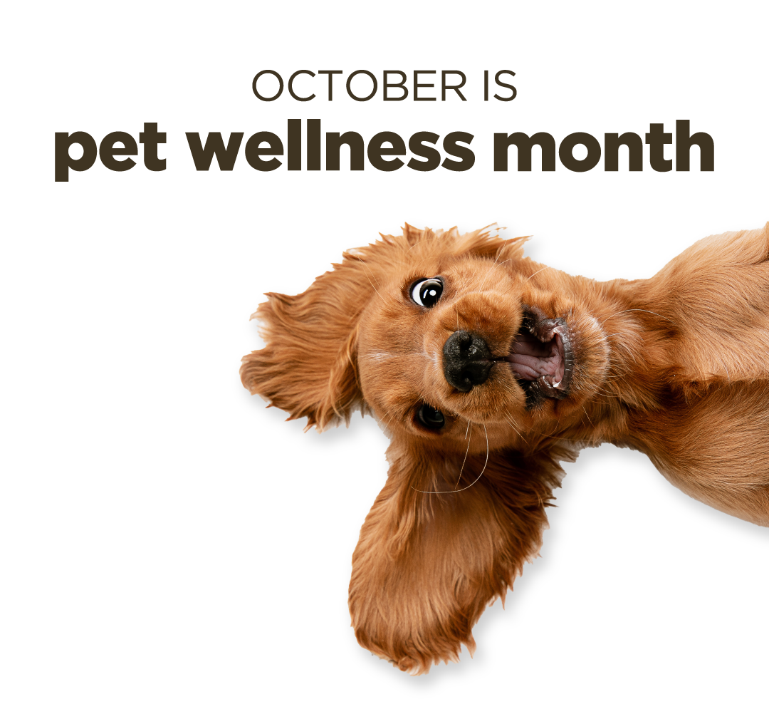 Pet Wellness Month