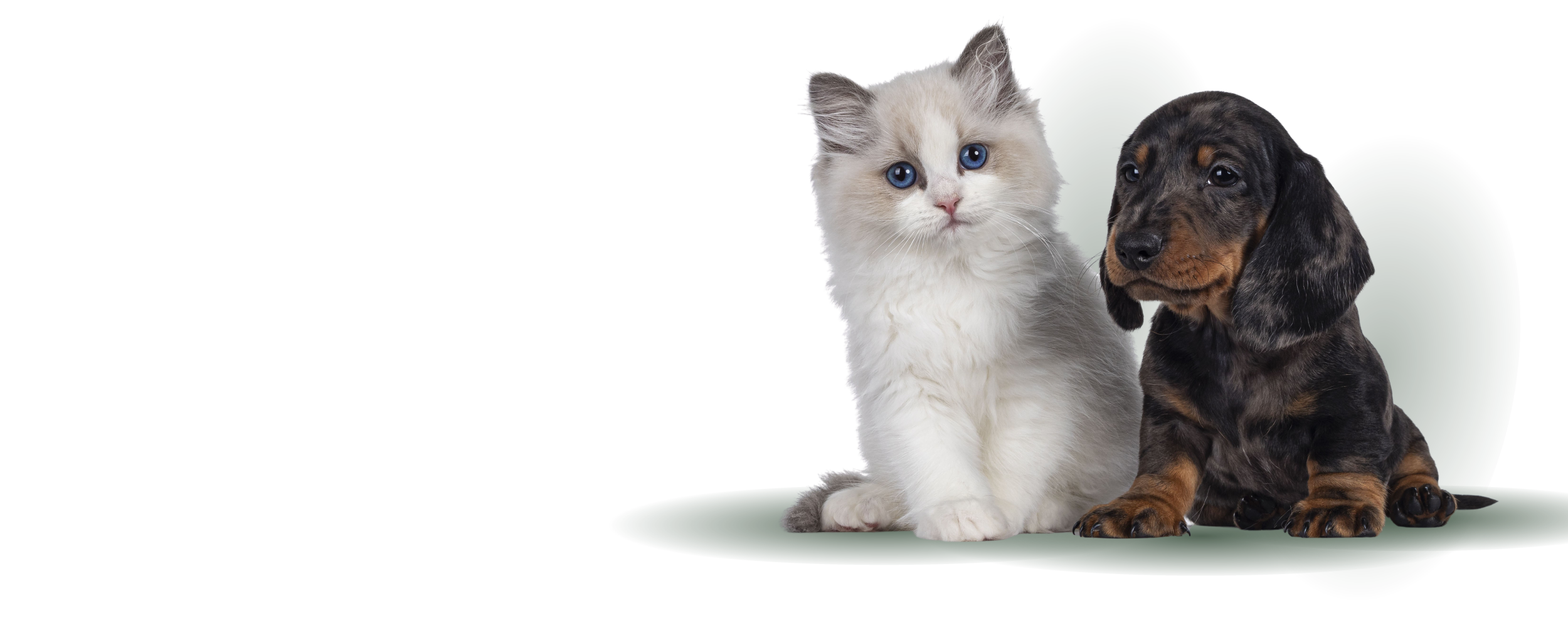 May is National Pet Month
