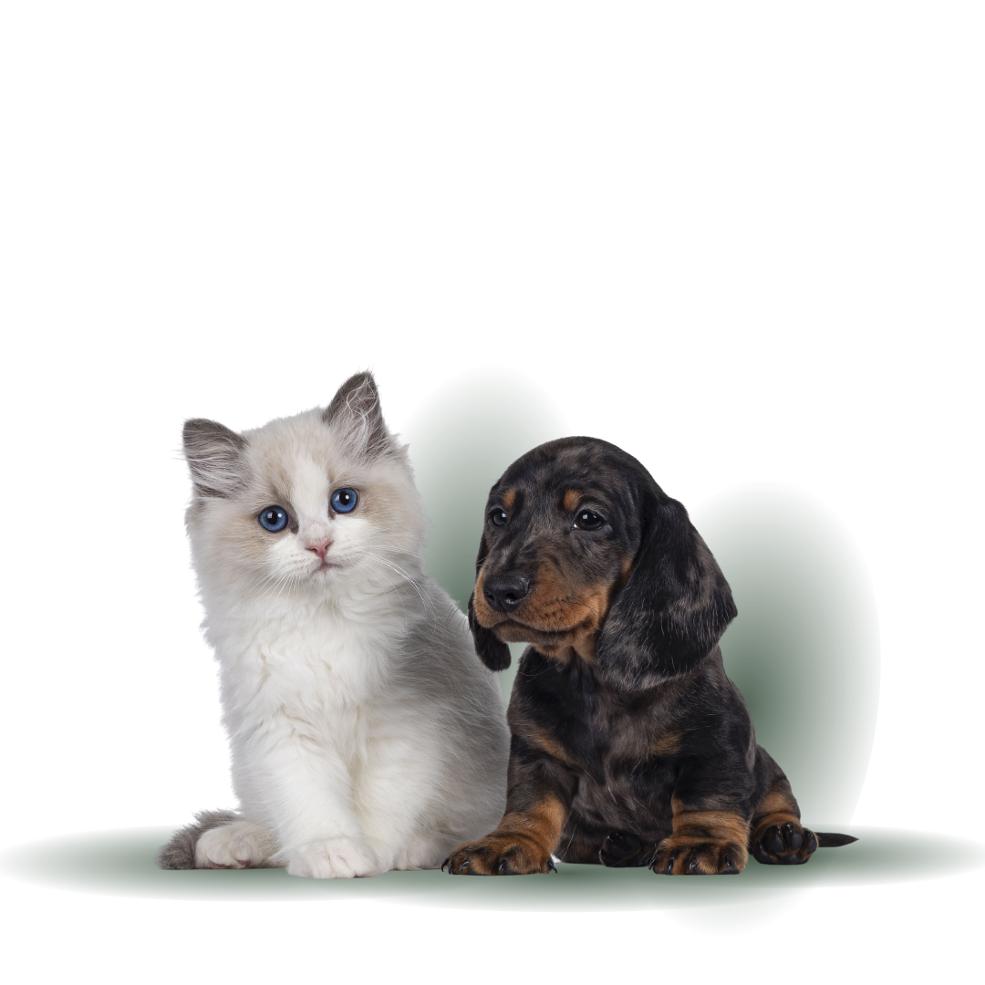 May is National Pet Month