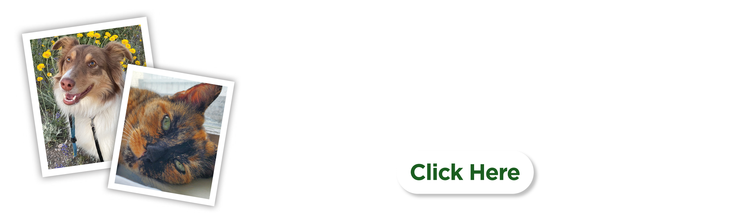 Share Your Pet Photos