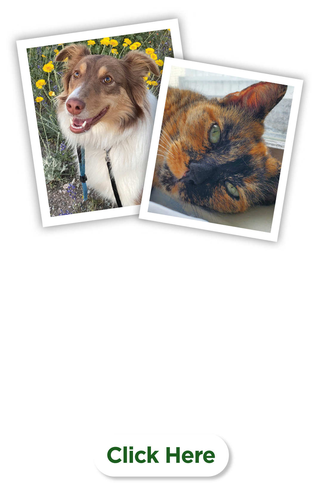 Share Your Pet Photos